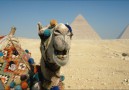 Kamel vid pyramiderna