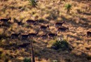 Walia-Ibex flock
