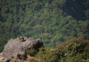 Bergsgetter klättrar längs bergsidorna