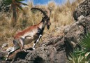 Walia ibex ser du i Simien mountains