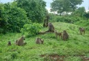 Babianflock