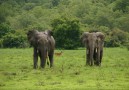 Mole nationalpark