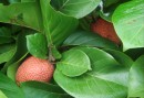 Monkey-fruits