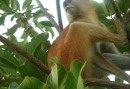 Patas monkey