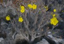 En del av floran i Spiny forest