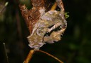 Flat tailed gecko