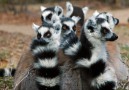 Ringsvansad lemur i Isalo