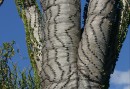 Spiny forest