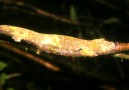 Flat tailed geckon är duktig på kamouflage