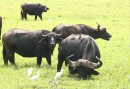 Buffel finns även högt upp på Meru