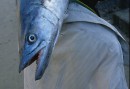 På ön Pemba. En kingfish är tung