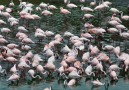 Flaminggos ser du vid Mamella lakes