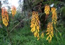 Kniphofia och gladiolus växer i mängd längs stigen