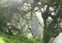 Reseledaren i molnskogen
