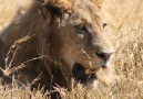 I Nngorongoro National  Park kommer du nära