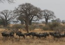 Gnuer i Tarangire