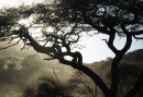 Sista solstrålarna i Tarangire National Park