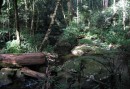 Bergsregnskog i Parebergen