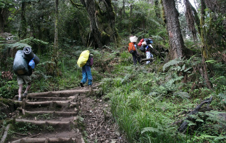 Början av Machame Route, Kilimanjaro