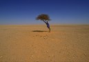 Västsahara. pojke och träd