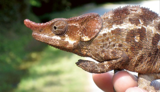 Madagaskar
