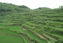 Terassodlingar