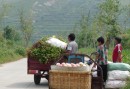 Shandongprovinsen är stor exportör av frukt