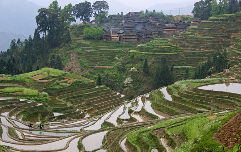 Terassodlingar