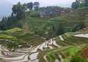 Terassodlingar