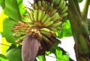 Bananstock
