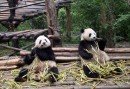 Jättepandor utanför Chengdu