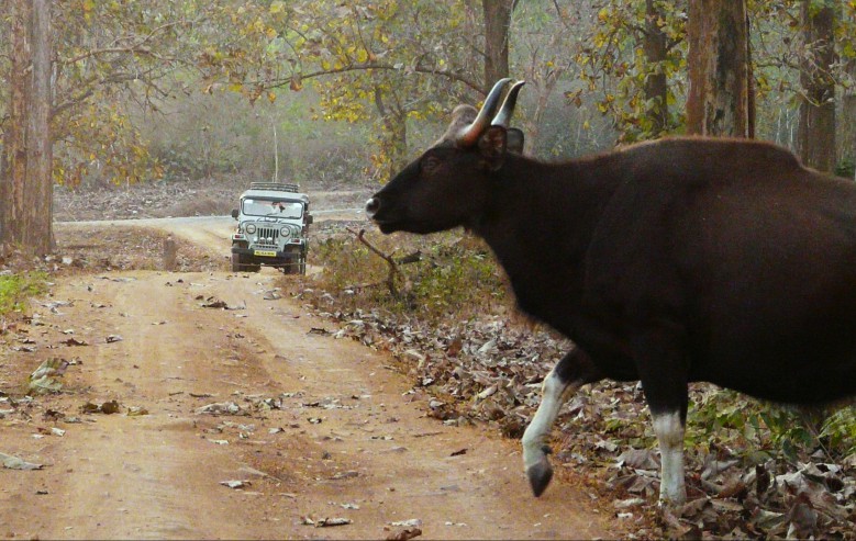 Gaur i nationalparken Wynad