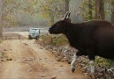 Gaur i nationalparken Wynad
