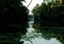 Palm som speglar sig i Kerala Backwaters