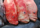 Peka och välj vilken fisk du vill ha till middag