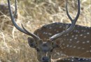 Chital