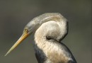 Ormhalsfågel i Keoladeo Ghana