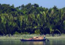 Fiskebåt i Sundarbans