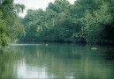 Från en liten båt är chansen  störst att se tigern i Sundarbans