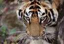 I Bhandavgar finns stora chanser att se tiger