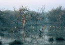 Keoladeo, en myriad av fåglar