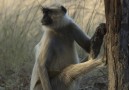 Langur i Bandhavgarh