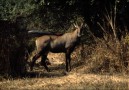 Nilgai tjur