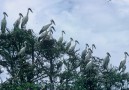Openbilled stork - Kheoladeo Ghana