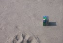 Tigerspår ser du ofta på stranden i Sundarbans