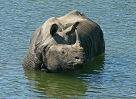 Noshörning i Chitwan Nationalpark i Nepal