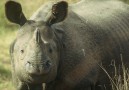 Noshörning, ca 400 i Chitwan