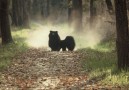 Läppbjörn, det farligaste djuret i Chitwan