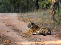Nature in South Asia