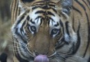 Tiger i Bandhavgarh